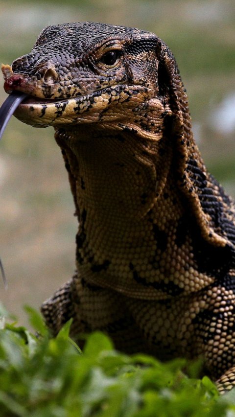 <b>Sederhana dan Alami, Ini Trik Ampuh Usir Biawak Agar Tidak Masuk Rumah</b>