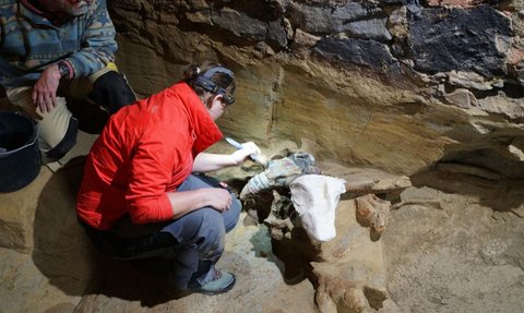 Sedang Renovasi Gudang, Pria Ini Temukan Tulang Mamut dari Zaman Prasejarah