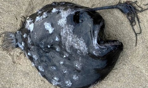 Monster Laut Mengerikan yang Sangat Langka Ditemukan di Pantai, Hidup di Kedalaman 900 Meter yang Gelap Gulita