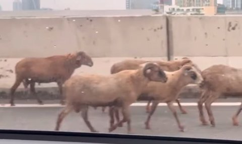Viral Kawanan Domba Melintas Di JLNT Casablanca Bikin Macet, Punya Siapa?