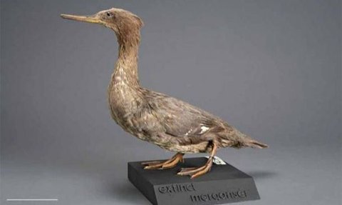 Teka-Teka Evolusi Akhirnya Terjawab, Fosil DNA Bebek Purba Ungkap Bagaimana Burung Bermigrasi ke Selandia Baru