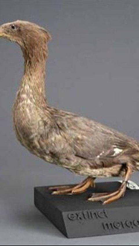 Teka-Teka Evolusi Akhirnya Terjawab, Fosil DNA Bebek Purba Ungkap Bagaimana Burung Bermigrasi ke Selandia Baru