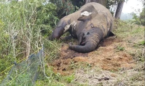 Malang, Gajah Sumatera Ditemukan jadi Bangkai Tanpa Gading di Perkebunan Aceh, Ternyata Ini Pemburunya