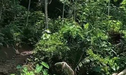 Viral Kurir Antar Paket ke Satu-Satunya Rumah di Tengah Hutan, Lewati Jalan Sempit dan 'Ekstrem'