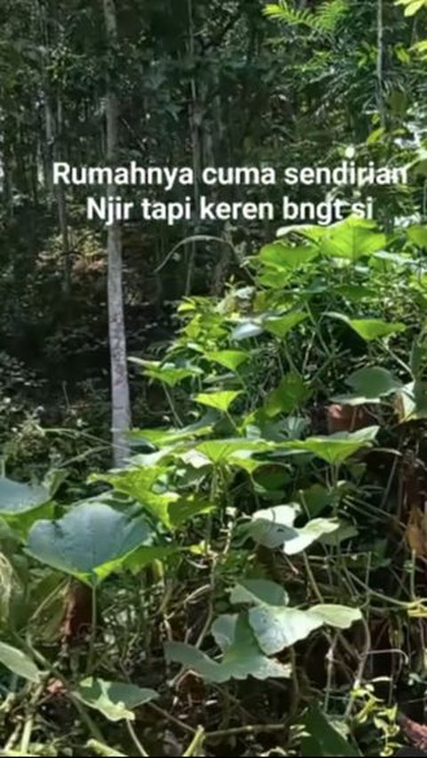 Viral Kurir Antar Paket ke Satu-Satunya Rumah di Tengah Hutan, Lewati Jalan Sempit dan 'Ekstrem'