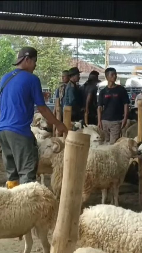 Laku Keras Jelang Iduladha, Ini Sederet Keunggulan Domba Priangan yang Banyak Dijual di Cianjur