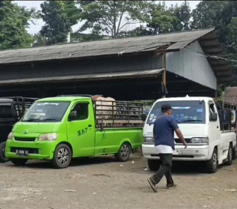 Laku Keras Jelang Iduladha, Ini Sederet Keunggulan Domba Priangan yang Banyak Dijual di Cianjur