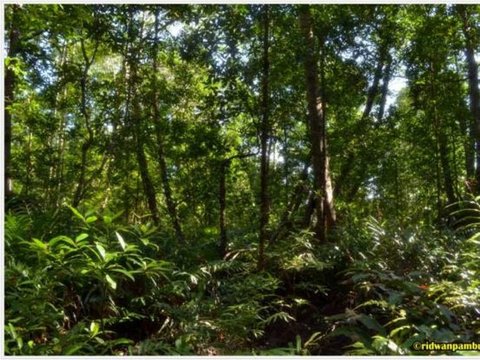 Mengunjungi Taman Nasional Bukit Barisan Selatan, Hutan Hujan Tropis di Sumatra yang Kaya Potensi Alam