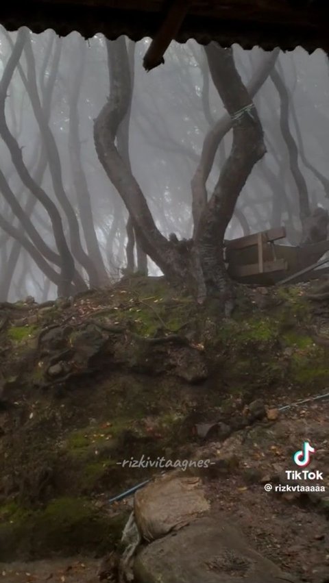 Pemandangan Halaman Belakang Warung di Jawa Barat Ini Viral, Bak Hutan di Film Harry Potter