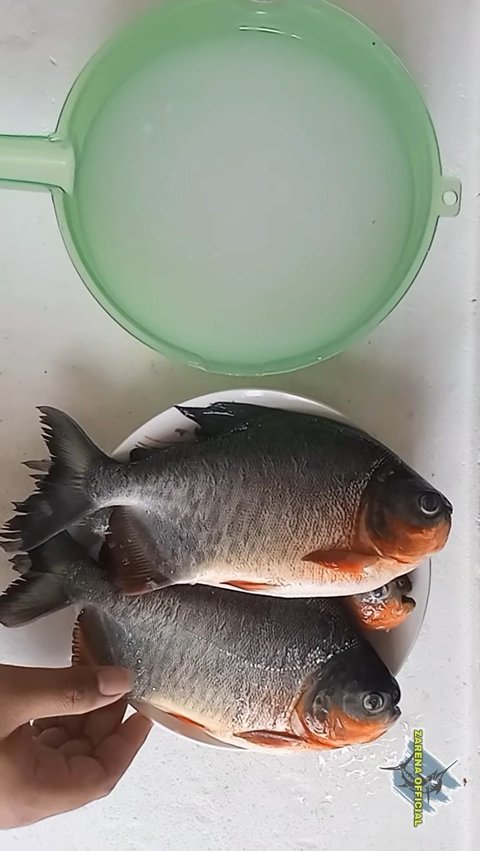 Siapkan Ikan Bawal dan AIr Cucian Beras