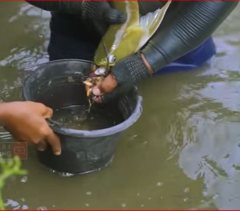 Pemuda 20 Tahun Asal Magelang Ini Sukses Ternak Ikan Arwana Teruskan Usaha Ayah, Begini Kisahnya