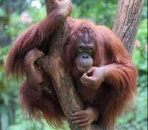 Taman Nasional Bukit Tiga Puluh, Kawasan Konservasi Orang Utan di Provinsi Riau