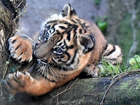 Taman Nasional Bukit Tiga Puluh, Kawasan Konservasi Orang Utan di Provinsi Riau