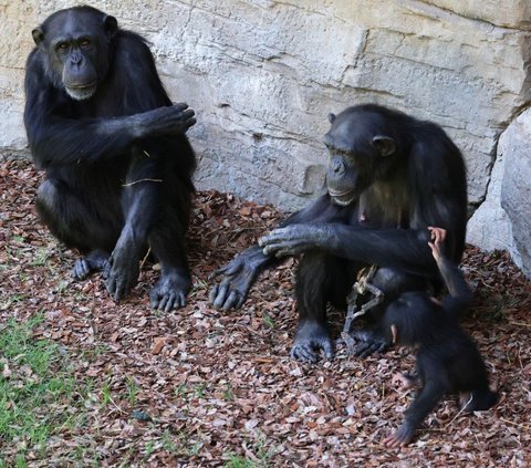 FOTO: Tak Ingin Berpisah, Induk Simpanse Ini Peluk Jasad Bayinya Selama Berbulan-bulan