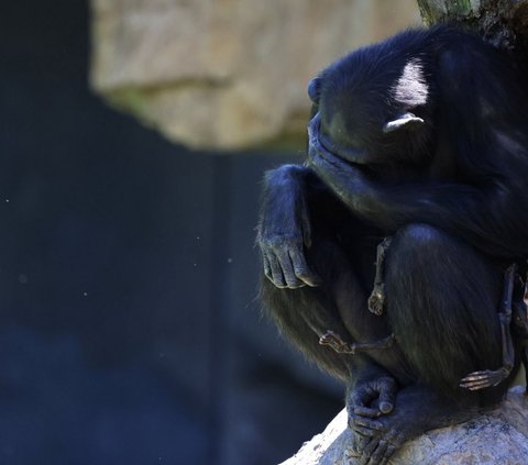 Pengunjung kebun binatang Bioparc di Valencia, Spanyol, selama tiga bulan terakhir disajikan pemandangan mengharukan dari seekor induk simpanse menggendong jasad bayinya. Simpanse bernama Natalia itu diliputi duka mendalam setelah kematian bayinya yang berusia beberapa hari. Foto: REUTERS/Nacho Doce