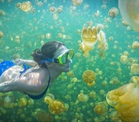 Eksotisme Kepulauan Derawan Surga Bawah Laut Indonesia, Habitat Ubur-Ubur Tak Berbahaya