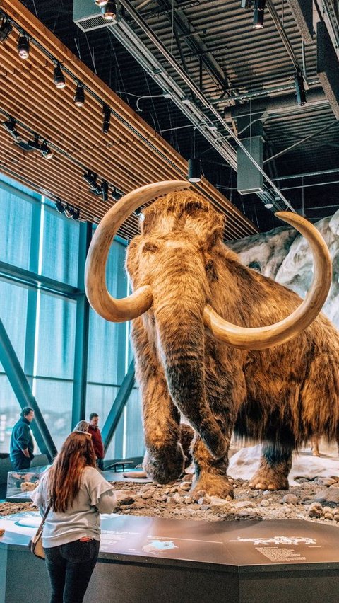 <b>Berniat Renovasi Gudang, Pria Ini Temukan Tulang Mammoth Berusia 30.000 Tahun</b><br>