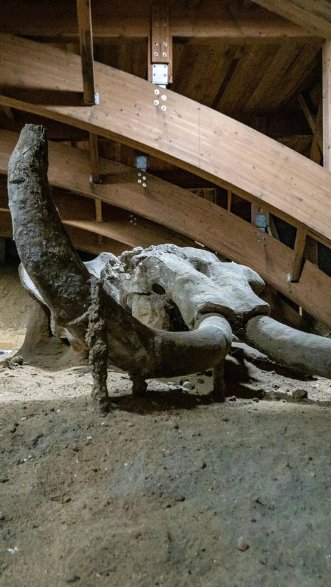 Mammoth Bones in the Wine Cellar Become the First Discovery After 100 Years
