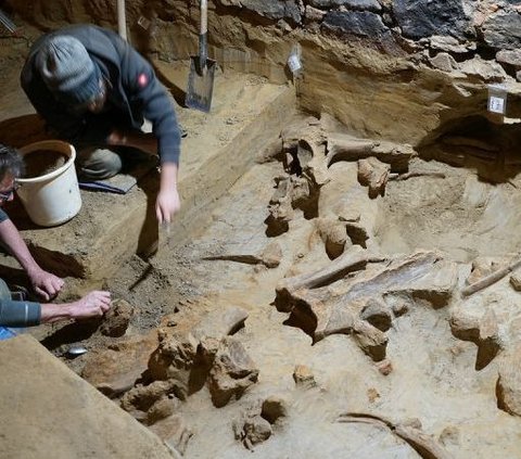 Niatnya Renovasi Gudang, Pria Ini Malah Temukan Tulang Mammoth yang Berusia 30.000 Tahun