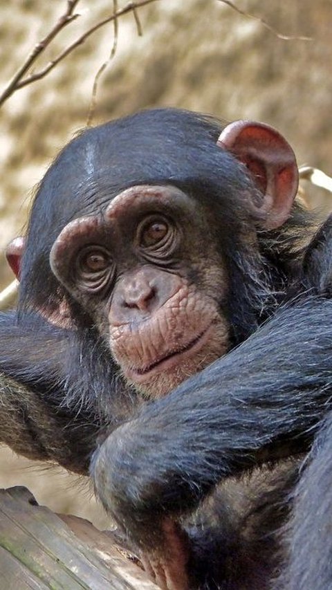 1. Simpanse<br>