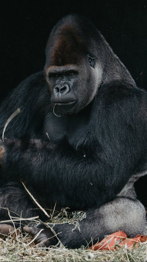 2. Gorilla