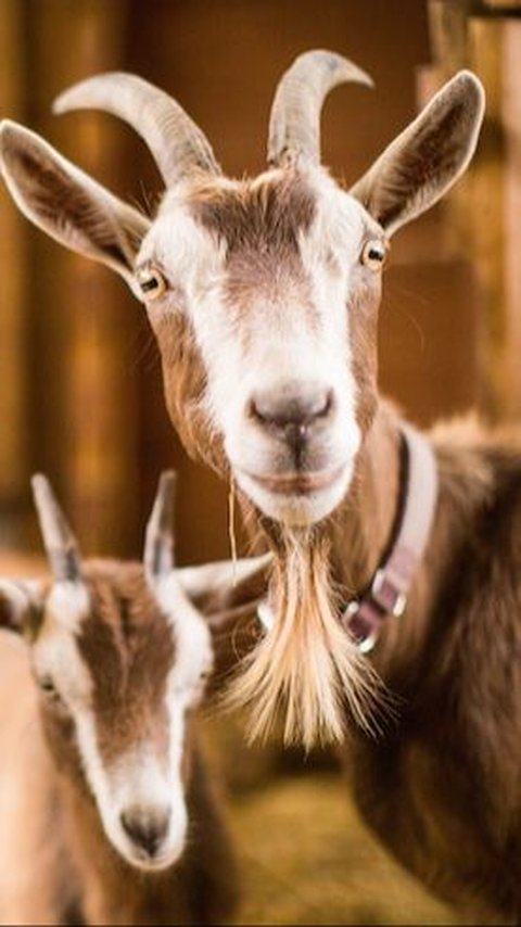 Kronologi Sejumlah Kambing di Banyuwangi Mati Misterius, Mata Tercongkel dan Kaki Terpotong