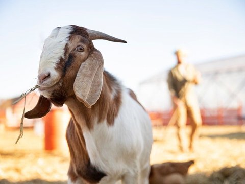 Kronologi Sejumlah Kambing di Banyuwangi Mati Misterius, Mata Tercongkel dan Kaki Terpotong