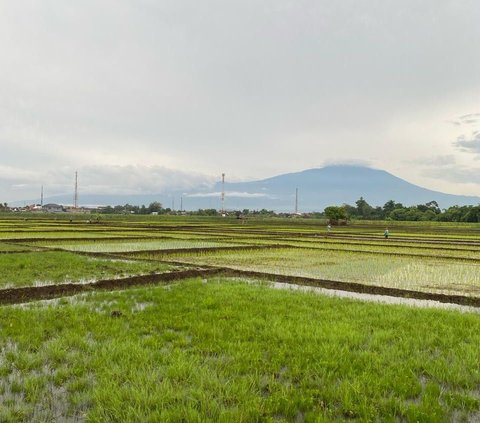 Waspada, Produksi Beras Dalam Negeri Terus Menurun Hingga Akhir Tahun