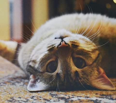 50 Islamic Words about Cats, Full of Meaning and Wisdom