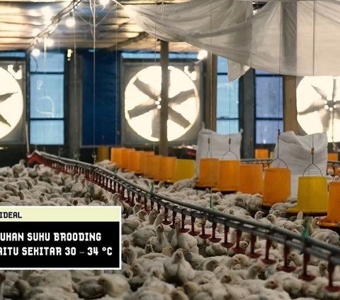 Raup Omzet Rp90 Juta Sekali Panen, Pemuda Ini Bagikan Resep Sukses Ternak Ayam Broiler
