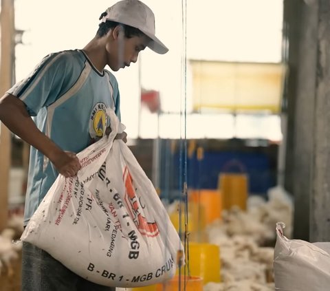 Raup Omzet Rp90 Juta Sekali Panen, Pemuda Ini Bagikan Resep Sukses Ternak Ayam Broiler