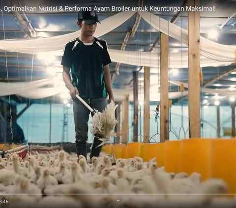 Raup Omzet Rp90 Juta Sekali Panen, Pemuda Ini Bagikan Resep Sukses Ternak Ayam Broiler