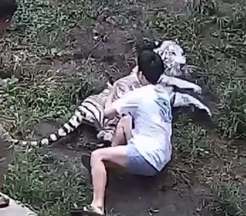 Moments of Alshad Ahmad's Fall while Playing with Bengal Tigers, Revealing the Sensation of Being Bitten by a Tiger