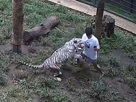 Moments of Alshad Ahmad's Fall while Playing with Bengal Tigers, Revealing the Sensation of Being Bitten by a Tiger