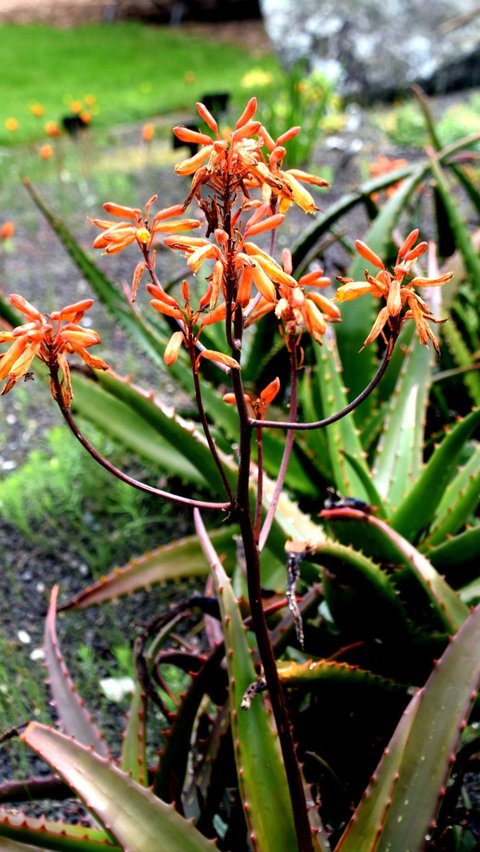 Aloe Perryi