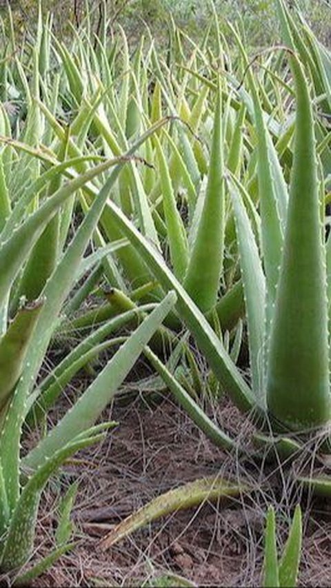 Aloe Barbadensis Miller