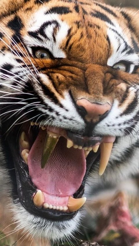 Cuma Ada Negara ini, Harimau Bertaring Emas