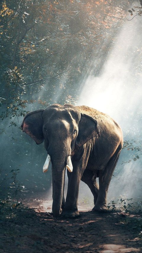4. Asian Elephant