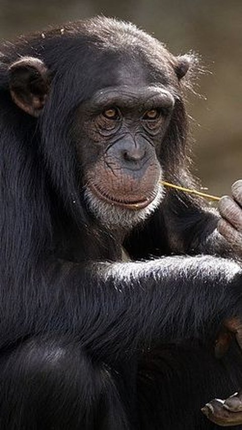 1. Simpanse