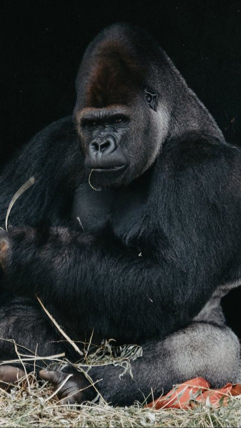 2. Gorila