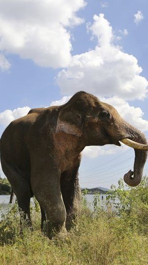 4. Gajah Asia