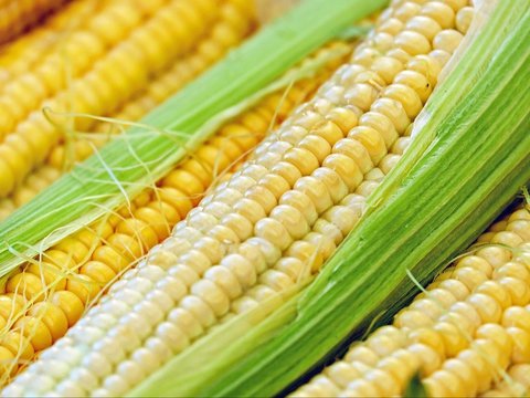 4. Amerika Serikat Produsen Jagung Terbesar