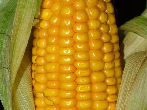 2. Jagung Tumbuh 3 mm Per Hari