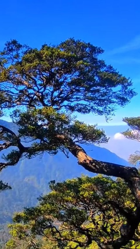 Viral Pohon Bonsai Terlarang di Gunung Salak, Pendaki Jatuh Tidak Akan Dievakuasi