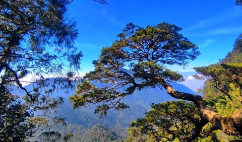 Pohon Bonsai Terlarang bagi Pendaki