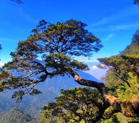 Viral Pohon Bonsai Terlarang di Gunung Salak, Pendaki Jatuh Tidak Akan Dievakuasi