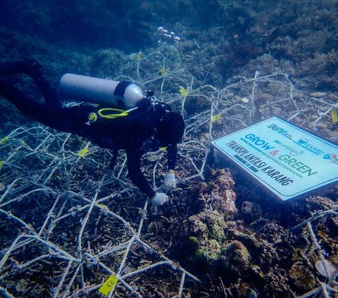 BRI Menanam Grow & Green Bantu Jaga Ekosistem Laut serta Kembangkan Potensi Wisata Daerah