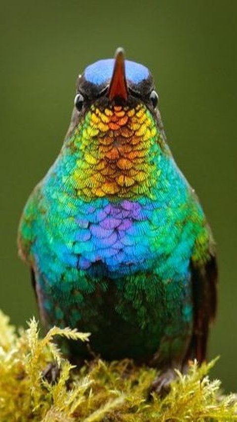 4. Hummingbird with a Fiery Throat Color