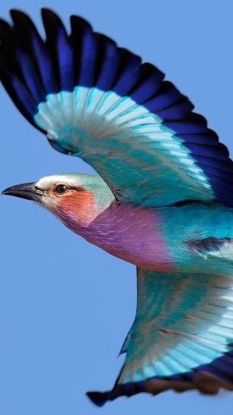 6. Burung Roller Berdada Ungu<br>