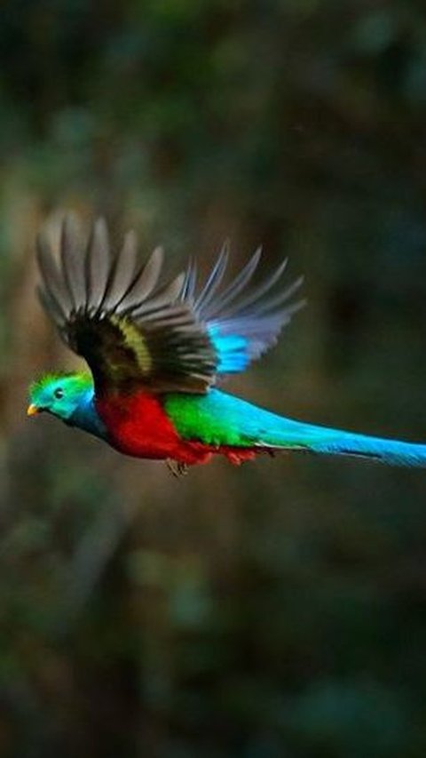9. Burung Quetzal